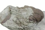 Bargain, Partial Lichid (Metopolichas) Trilobite - Russia #363156-3